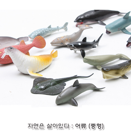 자연은살아있다-어류탐험 (중형 no.815826C)